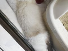 -喵的天空名猫咖啡馆·撸猫·猫舍·用品