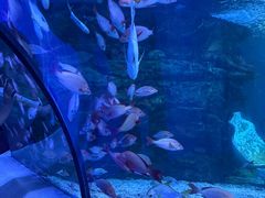 -太平洋海底世界