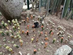 -南山植物园