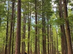 -渌洋湖湿地公园