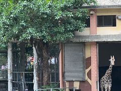 -广州动物园