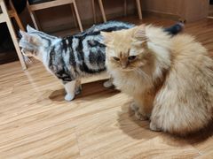 -MOCHA明星猫咖(田子坊店)