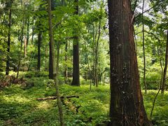 -天目山大树王景区