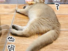 -狗道宠物(常熟印象城店)