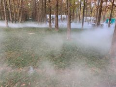 -黄海国家森林公园