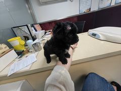 -顺强宠物诊所·狂犬免疫·夜诊·骨科(嘉定店)