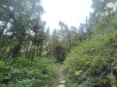 -素山寺森林公园