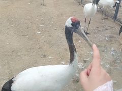 -盐城丹顶鹤湿地生态旅游区