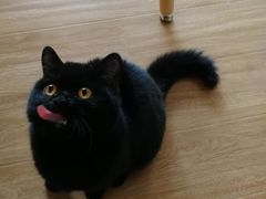 -滚猫咖啡·猫咖·猫友好撸猫(未来城店)