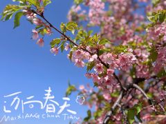 -上海辰山植物园