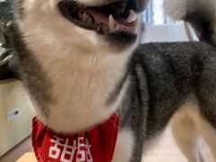 小甜甜-Husky Go! 哈士奇体验馆·宠物咖啡厅狗咖
