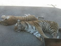 -大连森林动物园