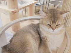 -有喵·猫咖·狗咖·30几只猫10只小狗(岗厦店)