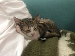 -宠颐生动物医院·猫科·心脏科(海口分院)