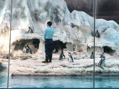 -帝企鹅自助餐厅•儿童岛•真企鹅(长隆企鹅酒店)