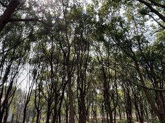 -广富林郊野公园