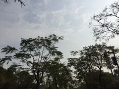 -海珠湖公园