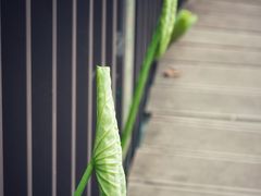 -陈家山荷花公园