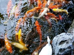 android_upload_pic-东莞市可园博物馆