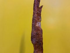 -一代烤翅王(大汉口店)
