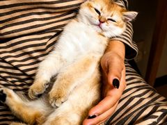 -欣宠猫屋·矮脚拿破仑·蓝金金渐层