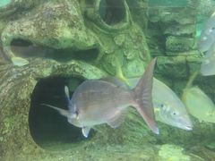 -悉尼海洋生物水族馆