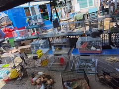 -中环花鸟鱼虫市场