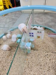 -神奇动物撸宠馆·羊驼·小浣熊·异宠(豫园店)