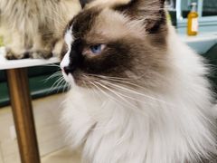 -安格丽娜·狗咖·猫咖羊驼咖(春熙路百盛商场店)