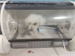 -西安京西宠物医院·瘫痪·疑难杂症