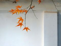 -秋霞圃