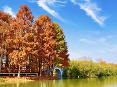 -上海海湾国家森林公园