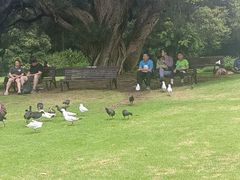 -墨尔本皇家植物园