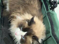 -纳吉亚猫专科动物诊疗中心(蒋宅口分院)