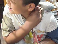 -吉丁鸟咖·异宠·寄养