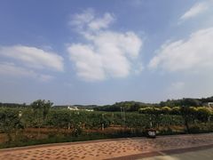 -北京张裕爱斐堡酒庄