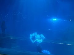 -石家庄海洋公园