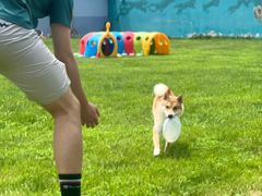 -趣玩宠物乐园寄养训犬训狗游泳池