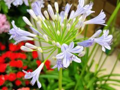 -双季花艺园艺市场(浦东店)