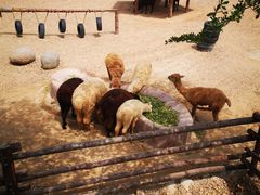 -泉州海丝野生动物世界