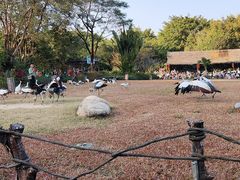 -广州长隆飞鸟乐园