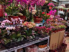 -朝来春花卉市场