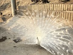 -栾川竹海野生动物园