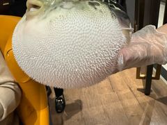 -鲐赏河豚(长寿店)