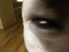 -柴务处·柴犬主题狗咖