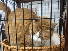 -四月宠物医院·猫专科·心脏专科·内科(转塘店)