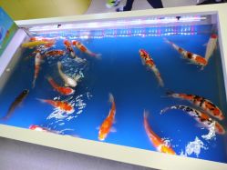 -孩子王童乐园(成都吾悦广场店)