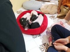 -RU DUCK柯尔鸭公社·撸鸭俱乐部·羊驼·小香猪