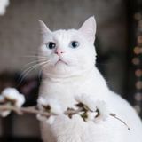 如果撸猫是病 ,那我得了绝症🐈