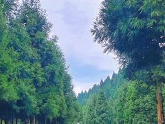 -重庆睡佛山森林公园
